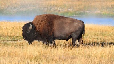2022/06/Bison-5212020-1024x538-1.jpg