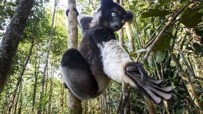 2022/06/indri-Indri-indri.jpg
