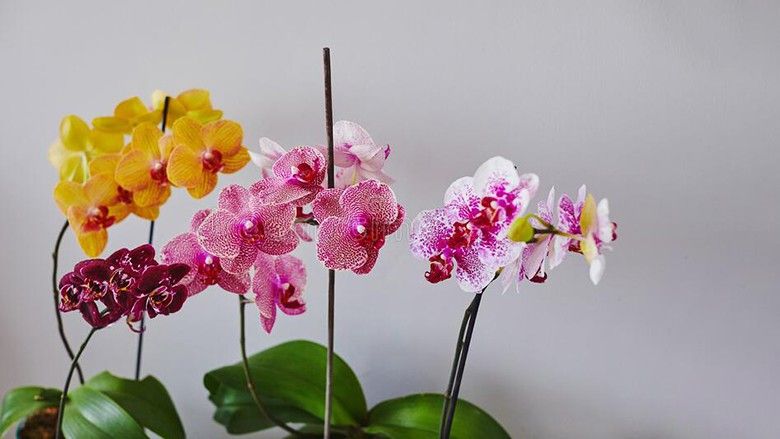 2022/06/home-grown-blooming-phalaenopsis-orchi.jpg