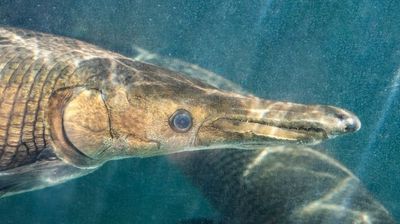 2022/08/1_Close-up-Alligator-Gar-or-Atractosteus-spatula-Swimming-Underwater.jpg