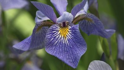 2022/09/Iris-Virginica-Closeup.jpg