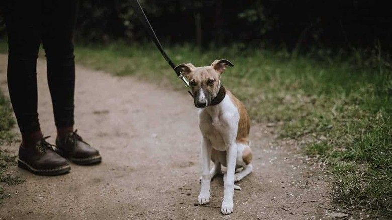 2022/10/dog-refuses-to-walk.jpg