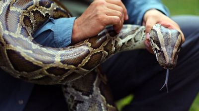 2022/10/Florida-teen-captures-28-Burmese-pythons-wins-10000-prize-750x375-1-e1666806277843.jpg