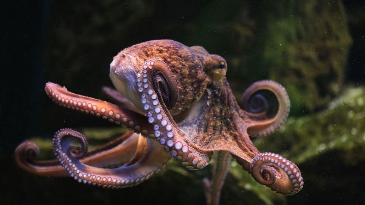 2022/10/purple-common-octopus-tentacles-rolled-with-other-royalty-free-image-1570222893.jpg