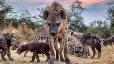 2023/01/Spotted-hyena-family-Botswana.jpg