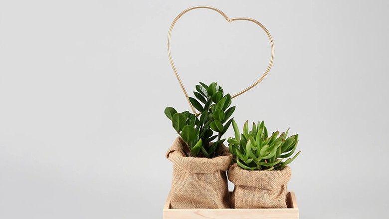 2023/02/zamia-and-crassula-plant-cute-setup_2.jpg