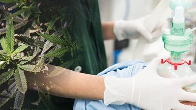 2018/03/cannabis-anesthesia.jpg