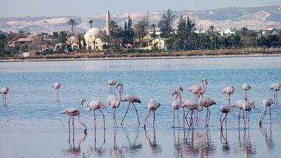 2023/03/Flamingos-in-front-of-Hala-Sultan-Tekke-Larnaka-Salt-Lakes-Lefteris-Sozou.jpg