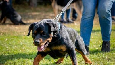 2023/03/Are-Rottweilers-Stubborn.jpg