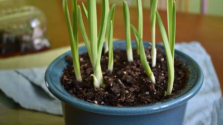 2023/05/grow-garlic-indoors-2-weeks-scaled-1.jpg
