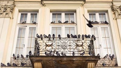 2023/05/balcony-pigeons-1-scaled-1.jpg