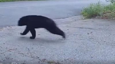2023/08/New-Hampshire-cat-chases-bear-aw.jpg