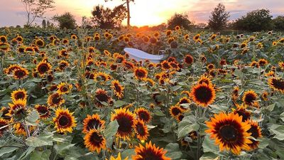 2023/08/230818115206-01-sunflower-farm-b.jpg