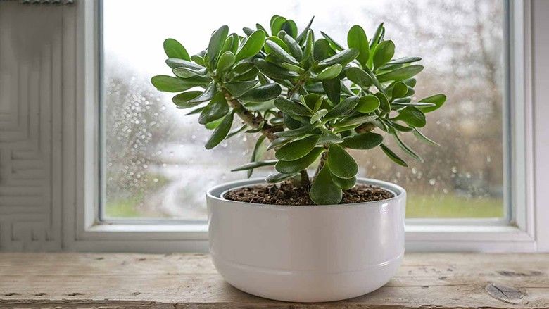 2023/11/How-to-Grow-Jade-Plants-Feature.jpg