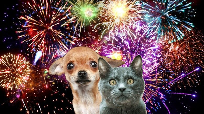 2023/12/fireworks-and-pets.jpg