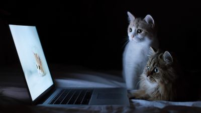 2024/03/3309308-cats-couple-laptop-lie-down-rest-curiosity_edited.jpg