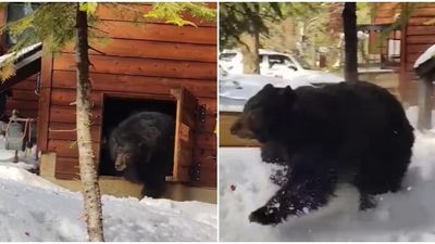 2024/03/N.C.-officials-warn-residents-there-could-be-bears-under-their-homes.jpg
