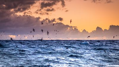 2024/04/image-2-shearwaters-at-sunset_orig.jpg