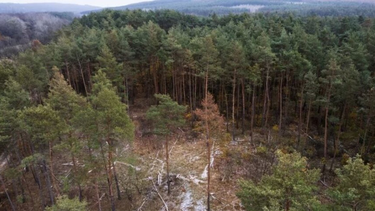 Arrestohen prerës ilegalë të druve, sekuestrohen edhe mjete ndihmëse për prerjen e druve