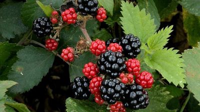 2024/07/blackberry-foraging-1-p9tdiinemsdm3aodrseg40ro561968s0g5syeyp9ui.jpg