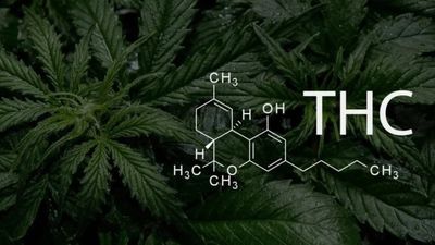 2024/08/cannabis-THC-750x375-1.jpg
