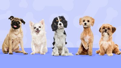 2024/10/Best-Small-Dog-Breeds-scaled-1.jpg