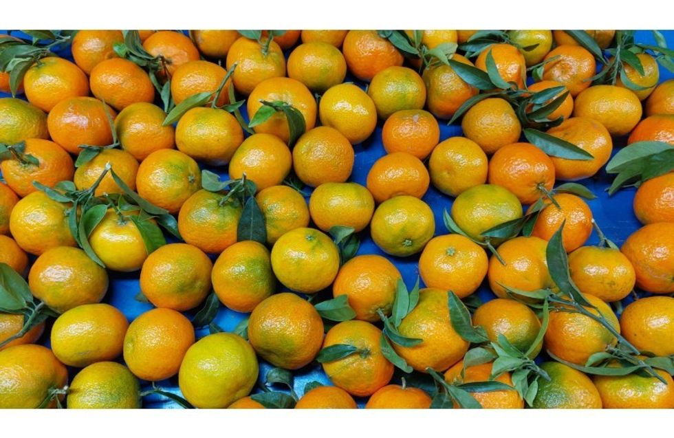 Eksperti tregon raportin nga Italia për mandarinat shqiptare, si t i dallojmë ato me kimikate?