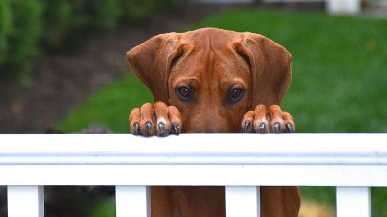 Përse qentë gjithmonë u afrohen njerëzve të cilët nuk i duan?