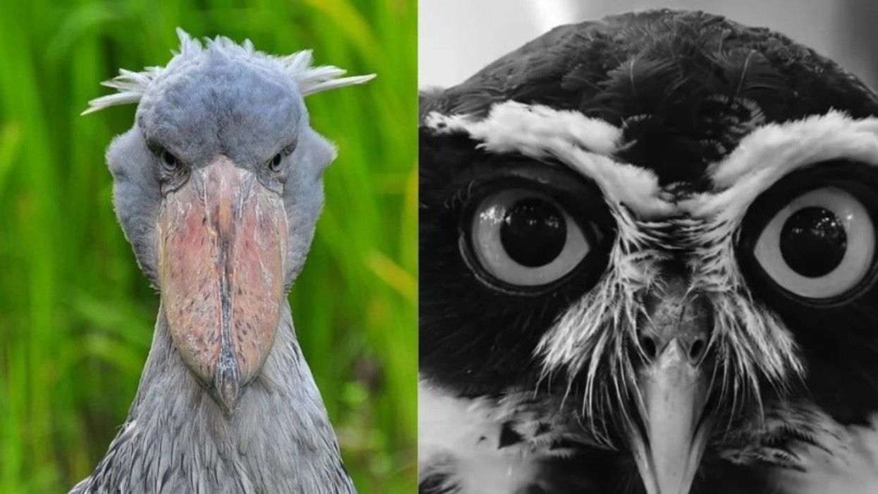 Rikthehen replikat Rama- Berisha, kryeministri ironizon me 'bufin e kënetës'