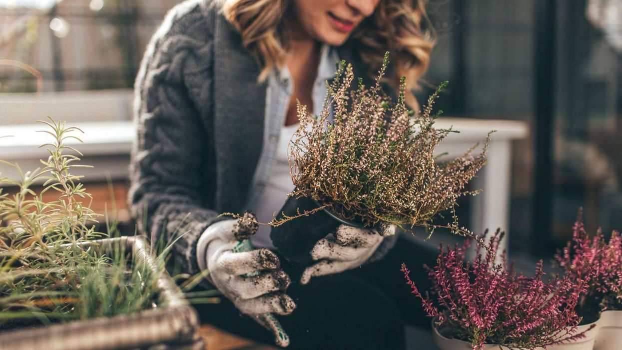 Mbroni bimët gjatë të ftohtit: Çfarë është e rëndësishme për të gjitha barishtet që janë jashtë