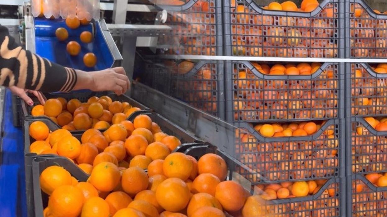Hodhën në treg 21 tonelata mandarina me pesticide që i refuzoi Kroacia, burg për tre të arrestuarit