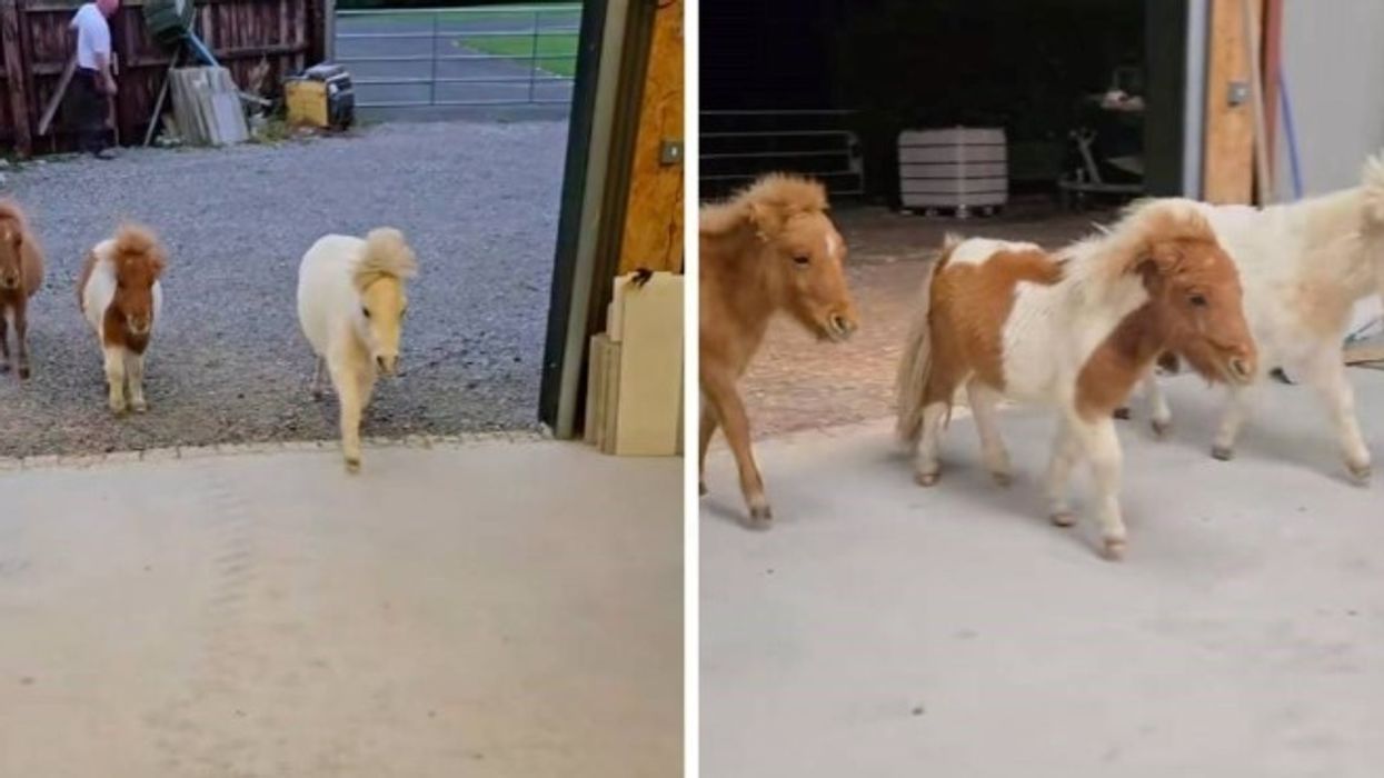 Kuajt në miniaturë bëhen virale - shihni rutinën e tyre të mbrëmjes