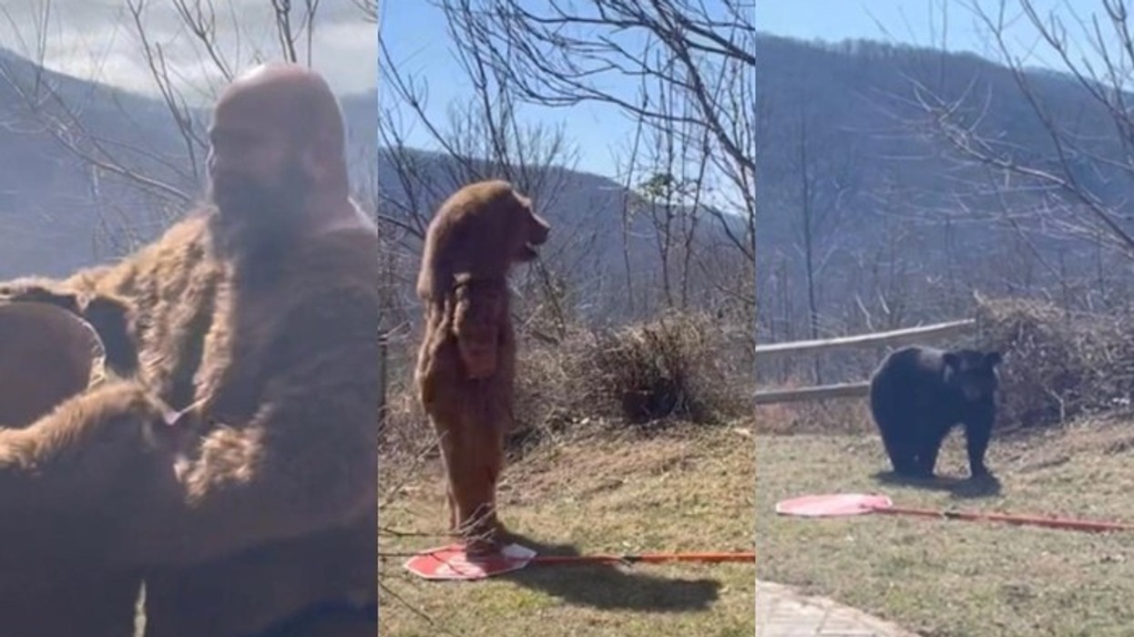 Pamje të pazakonta, një burrë vesh kostum ariu për të trembur një ari të vërtetë - çudit reagimi i kafshës