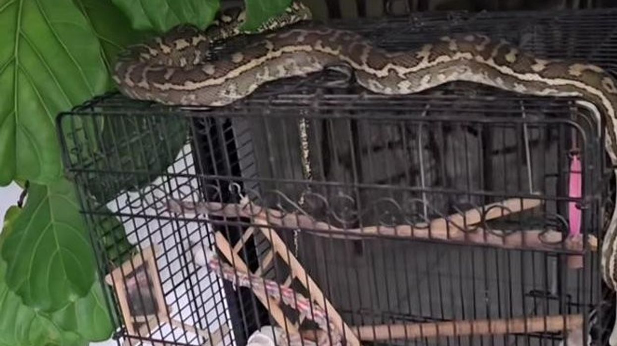 Australiani shpëton zogun në kafaz që ia kishte vënë syrin pitoni
