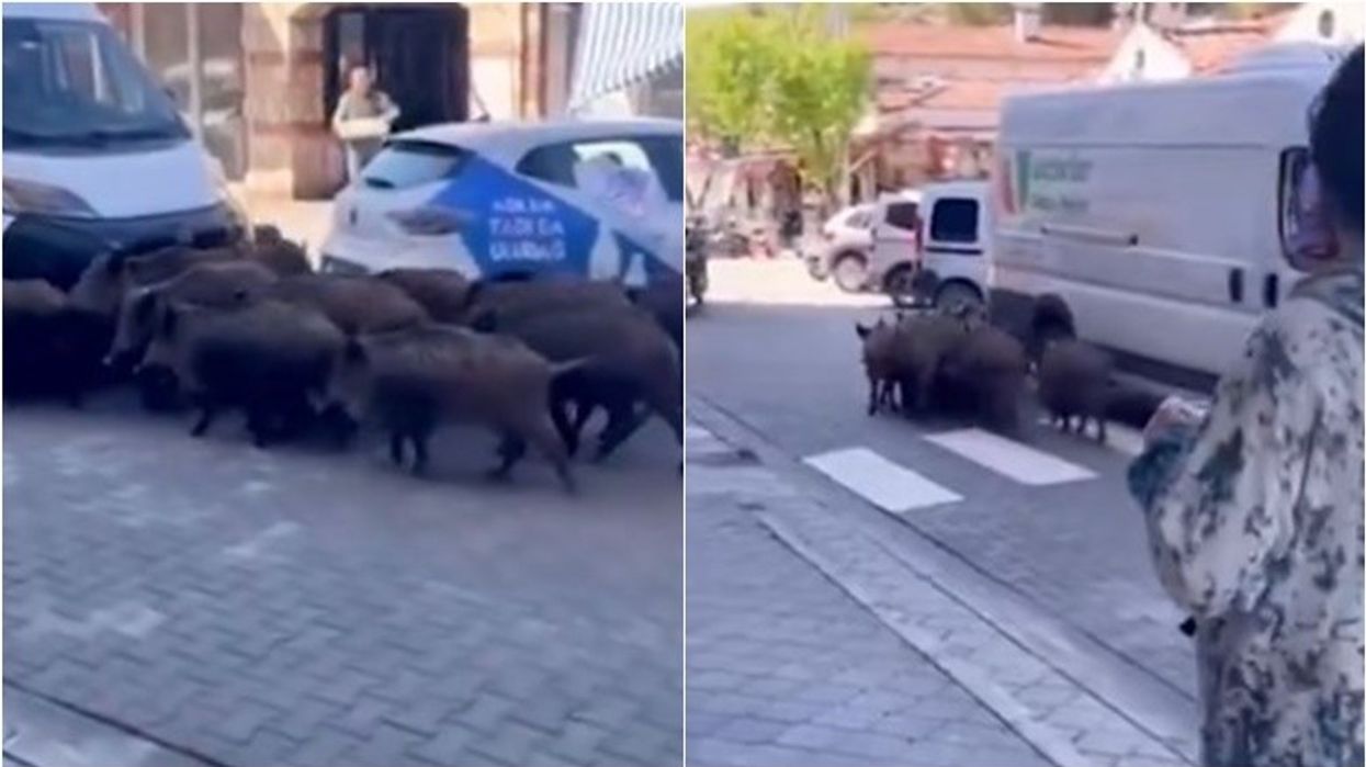 Derrat e egër zbresin në qendër të qytezës Fethiye të Turqisë