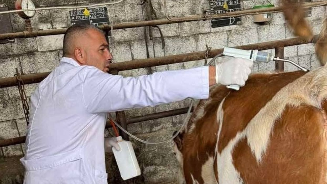 Në Komunën e Rahovecit ka nisur repelimi i bagëtive për mbrojtje ndaj parazitëve