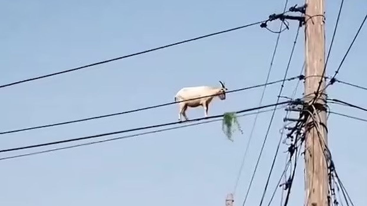 Dhia sfidon gravitetin, qëndron në telat e dy shtyllave elektrike në Brazil – pamjet bëhen virale