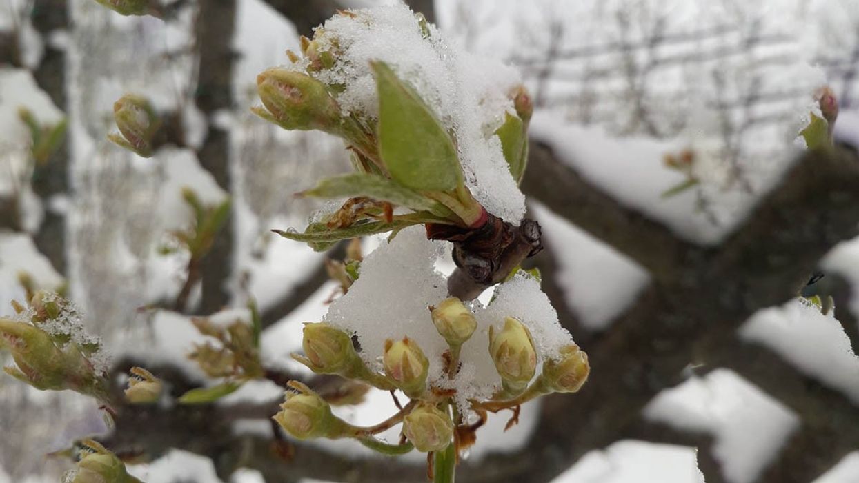 Ngricat shkatërrojnë bujqësinë në Kosovë, pritet rritje e çmimeve dhe varësi nga importi