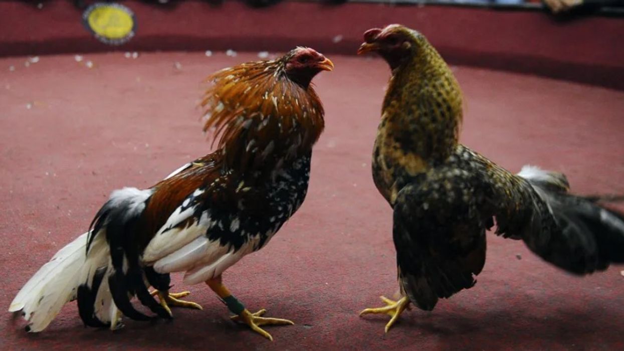 Persona të armatosur qëllojnë për vdekje 12 burra gjatë luftës së gjelave në Ekuador