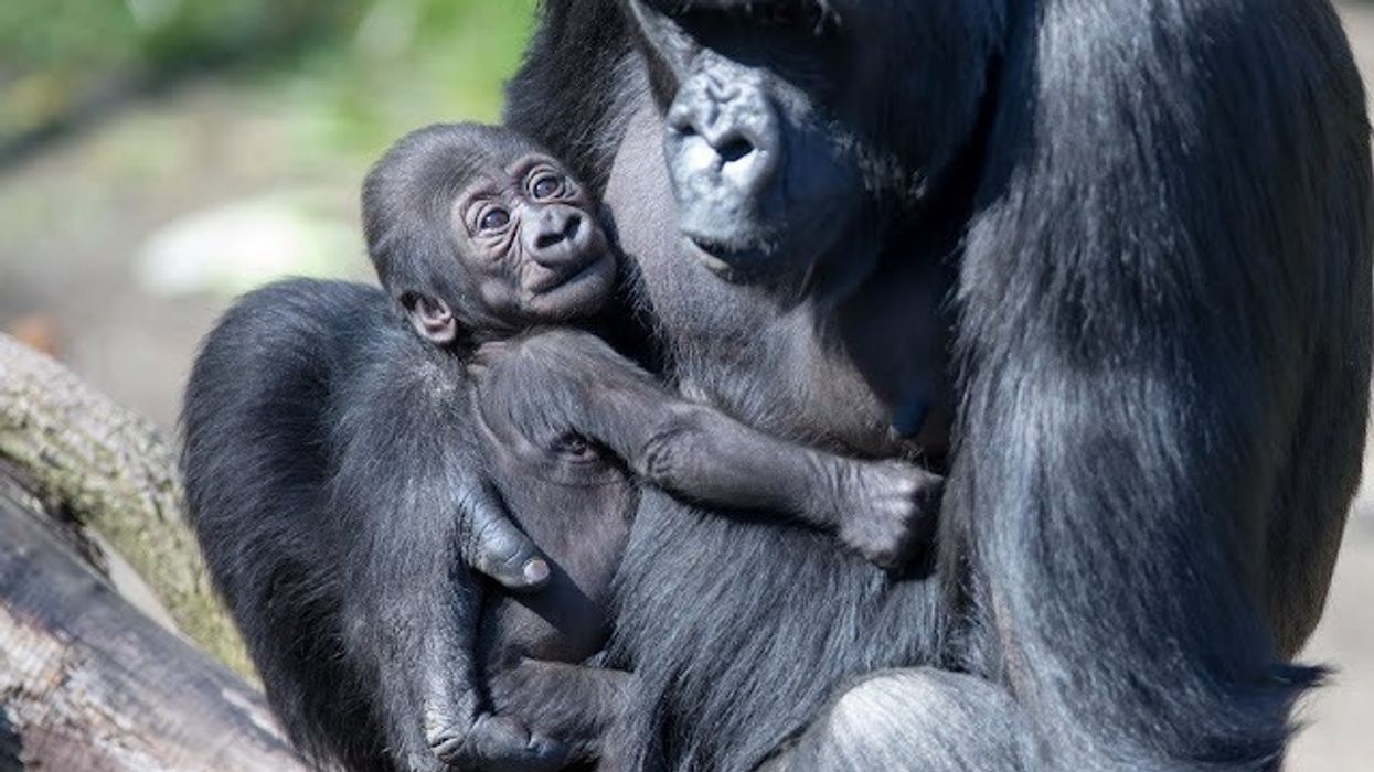 Gorillat krijojnë lidhje ngjashëm me njerëzit, kanë familje të zgjeruar dhe miq