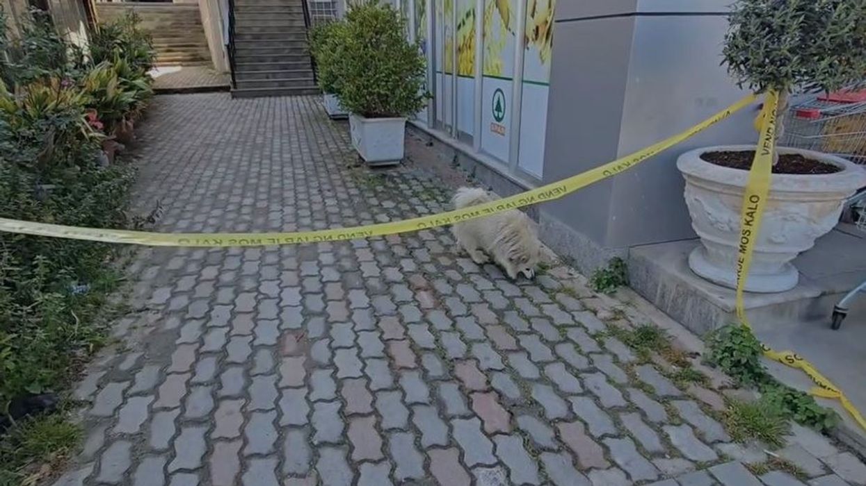 Pamje të trishta! Në vendin e krimit dhe nëpër lokale, qeni kërkon të zotin pas ekzekutimit të 58-vjeçarit në Vlorë