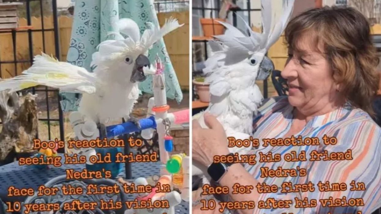 Ishte verbuar dhe prej 10 vitesh nuk kishte mundur të sheh, pas intervenimit kirurgjik papagallit i rikthehet shikimi – reagimi i zogut kur takohet me pronaren