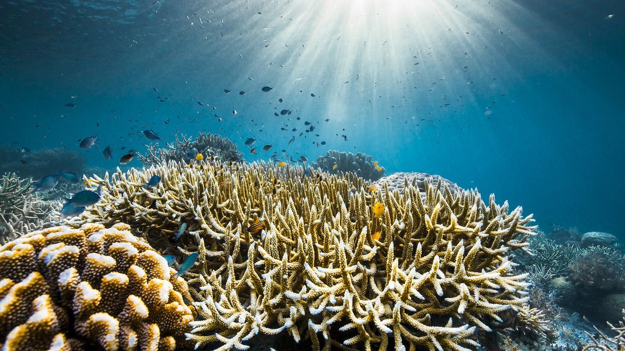 "Ocean with David Attenborough" nga 8 maji në ekranin e madh të CineStar