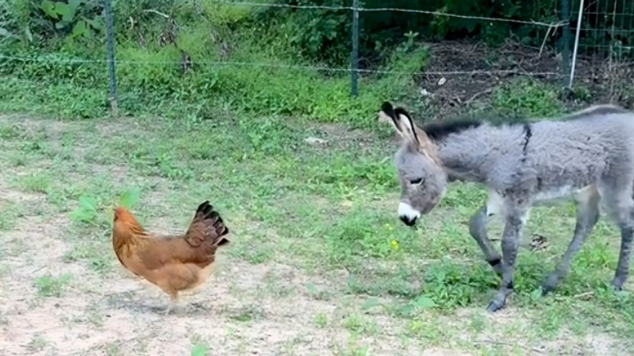 Gomari i vogël takoi një pulë - skena duket si në filmat vizatimor