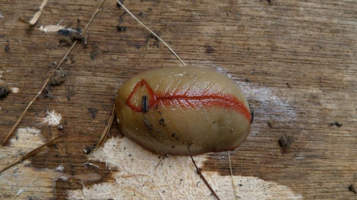 Nëse e shihni këtë krijesë në shtëpinë tuaj, atëherë keni probleme me mykun!