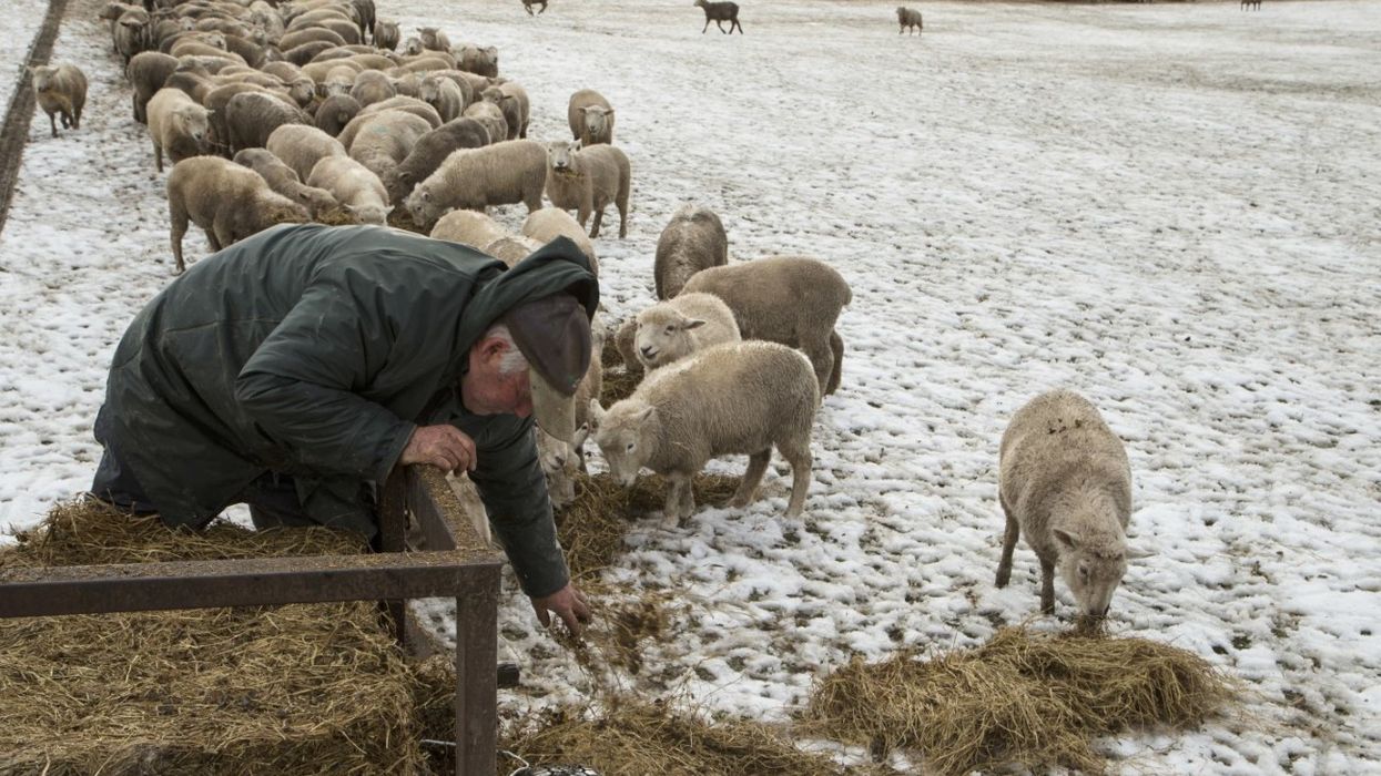 Zelanda e Re ka ende më shumë dele sesa njerëz