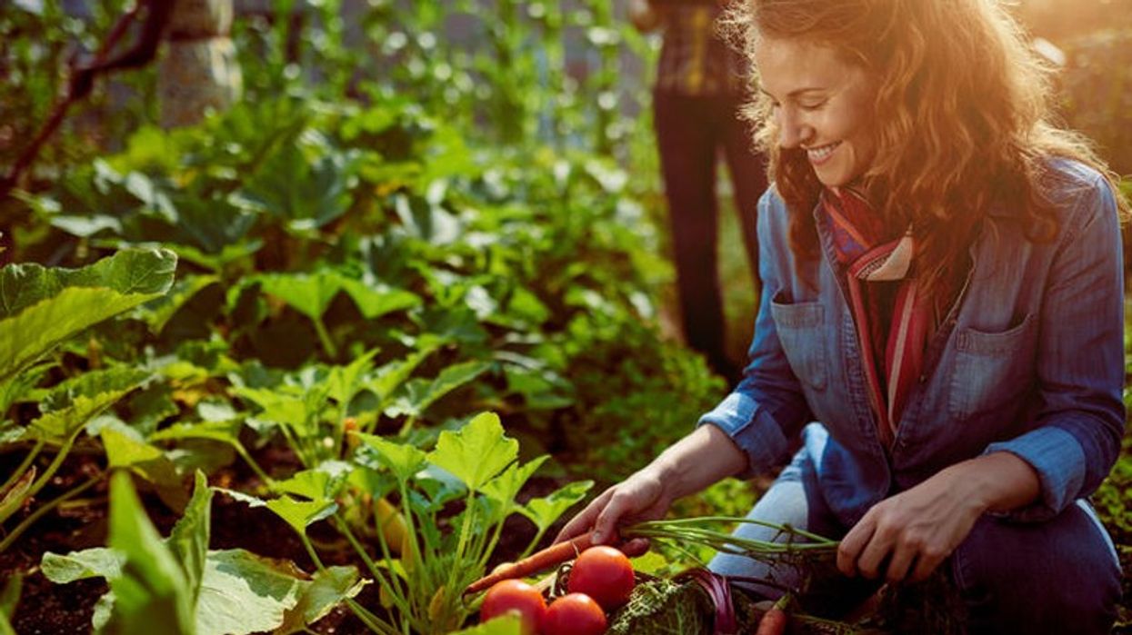 Truqe kopshtarësh: Këto bimë mbillini afër dhe larg domateve që të mund të merrni më shumë fryte!