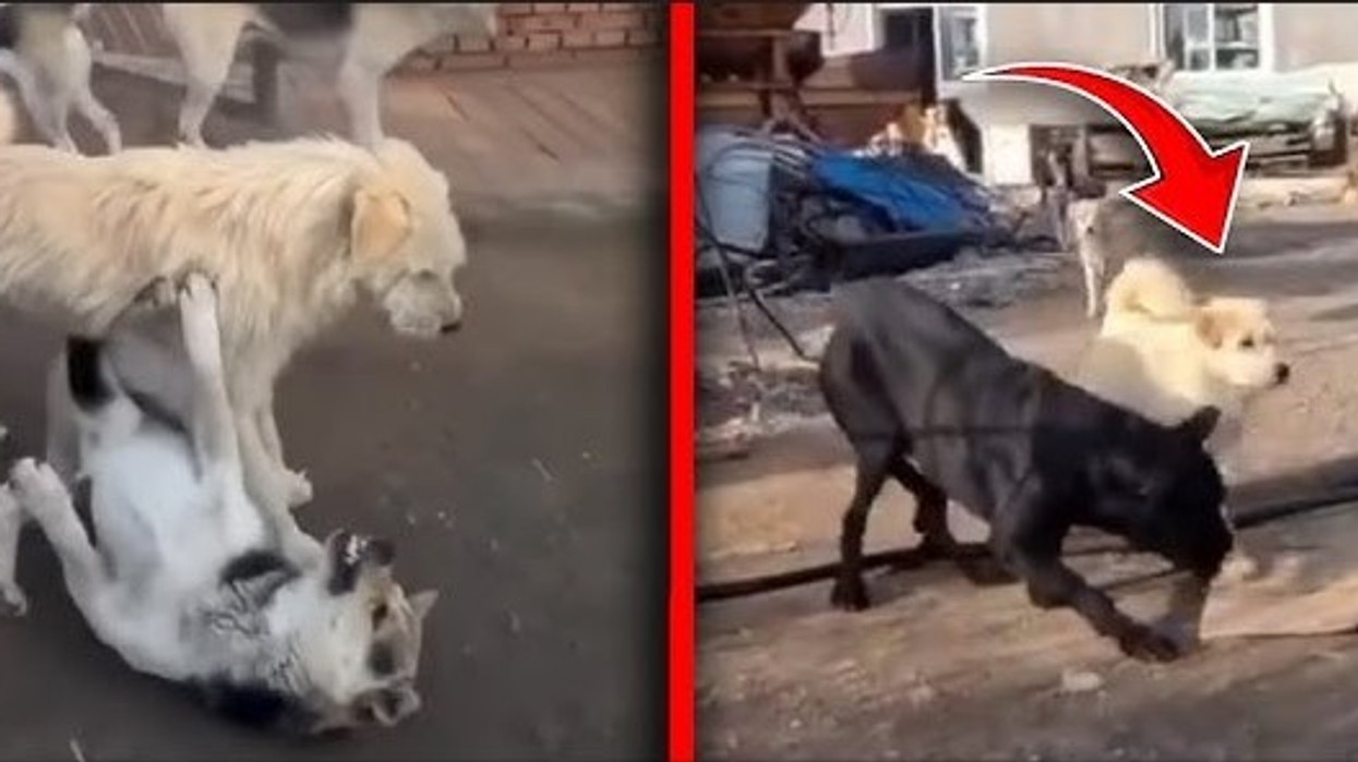 Qeni që po bën bujë në rrjetet sociale, të gjithë tjerët i përkulen kur kalon – po konsiderohet si më i “famshmi” në botë