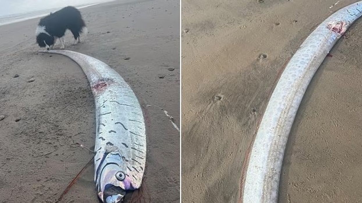 Peshku ultra i rrallë 'paralajmërues i fatkeqësisë', shfaqet në plazhin australian