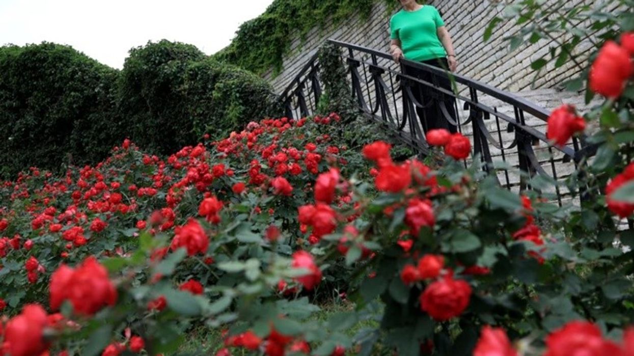 Qyteti i Shqipërisë që mban aromë trëndafili